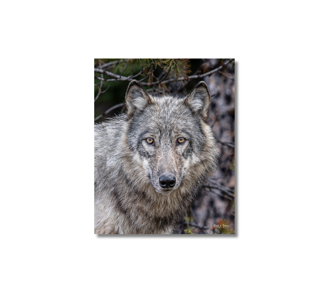 Metal print of a gray wolf portrait in a forest setting.