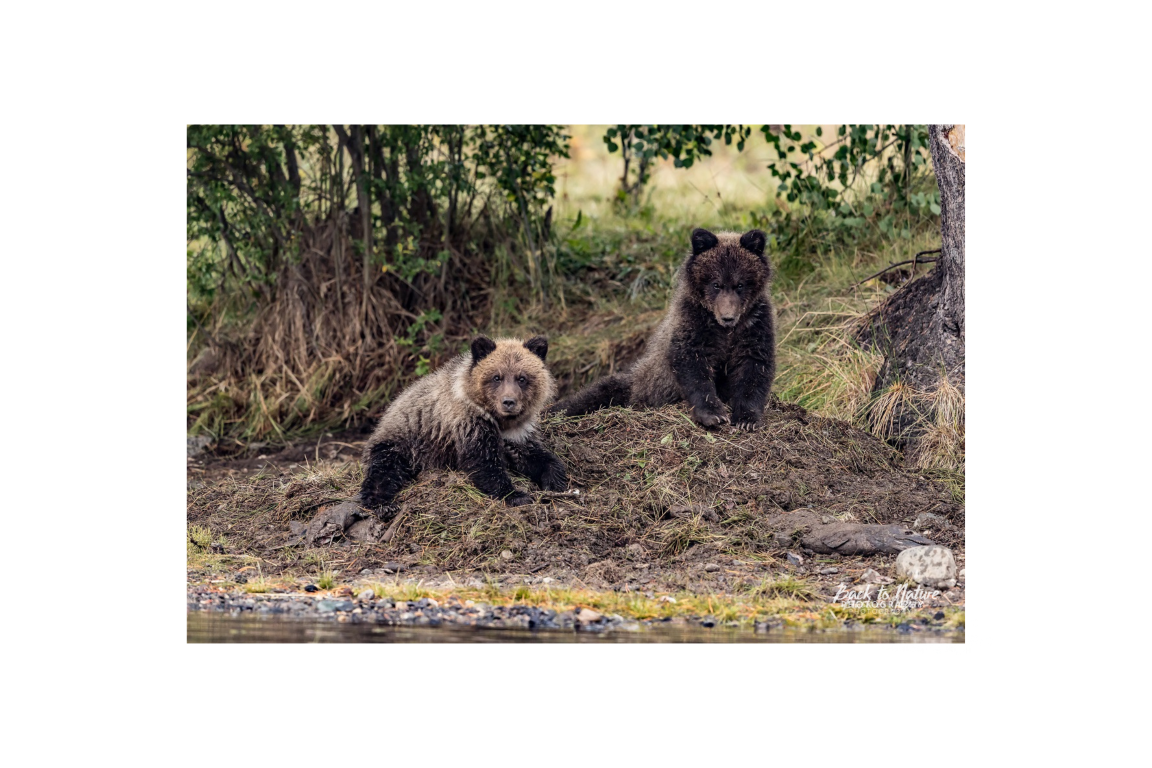 "Young Guns" BC Mountain Grizzly Bear Cubs Canvas Print