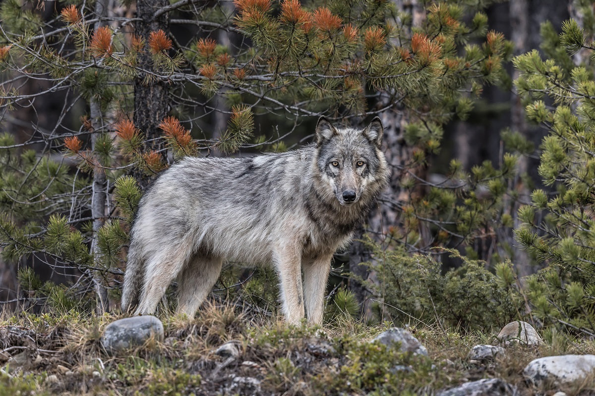 "First Encounter" Grey Wolf Scarf